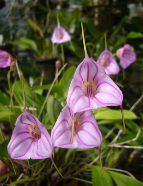 Porn orchid-a-day: Masdevallia rimarima-alba (pink) photos
