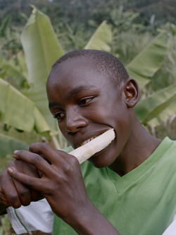 osmaharvilahti:Sugarcane, Kenya, 2013