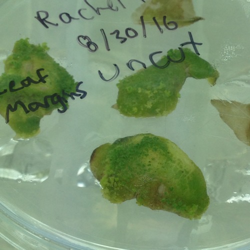 ths biotech grrl is multiplying plants thru in vitro micropropagation :) last pic is undifferentiate