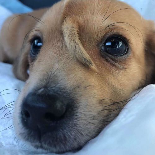 essence-of-nature:babyanmlpicsA 10-week-old abandoned puppy with a secondary tail, in the middle of 