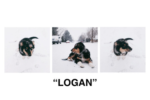 an aussie triptych. logan turned 4 months old yesterday.2.10.18