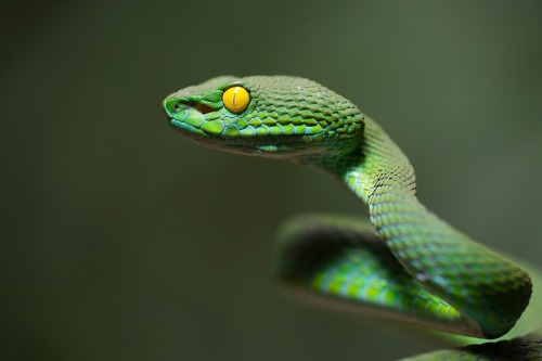 Trimeresurus macrops - Large-eyed Pit&hellip; © Thor Hakonsen