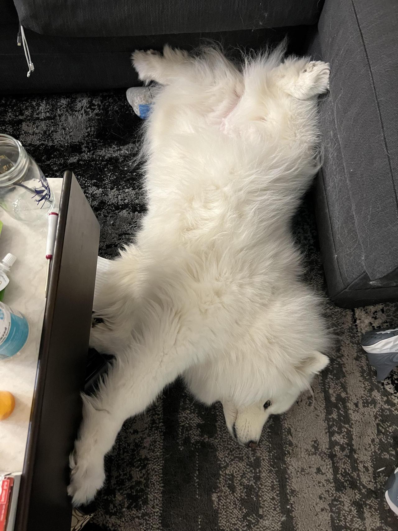 Samoyed yoga