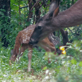 "last Year I Painted A Fawn For My Art Final. I Learned They Sometimes Are Left Alone By Their Mothers