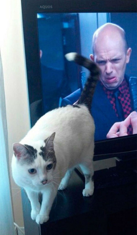Porn photo awesome-picz:  Perfectly Timed Cat Photos