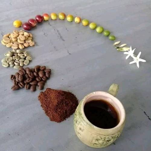 somethingwendythiswaycomes: brotherjeff: Life cycle of coffee You forgot the last part…