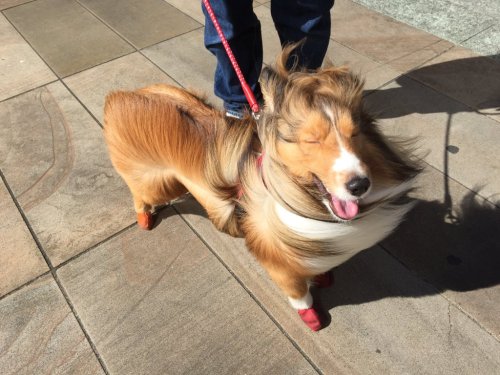 as-warm-as-choco:  THIS DOG (春一番シリーズ ) 