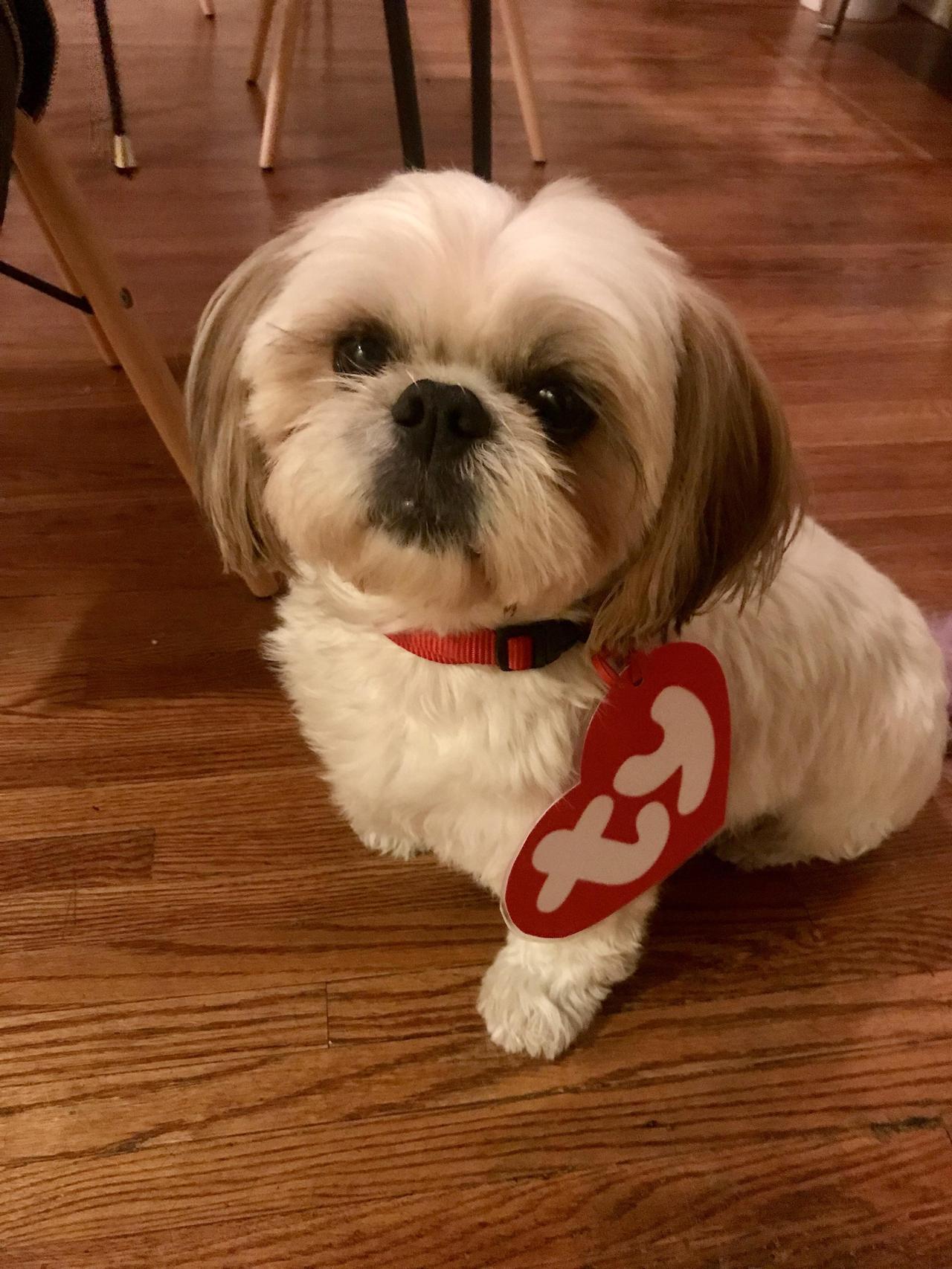 awwww-cute:  Mom attended a 90’s party and the invite said ‘Pets Allowed’ so