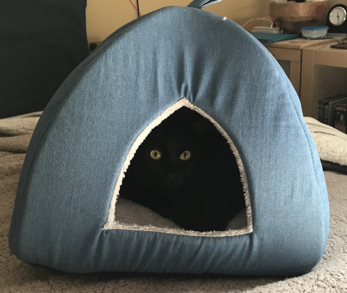 iamanathemadevice:Black cats are hard to photograph well :)