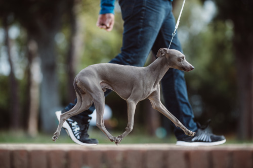 iggyitalia: I love sighthounds on the move. They are like a work of art.