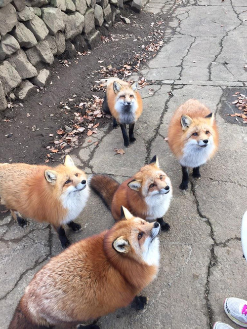 XXX That one fox is so plump. ☺️ photo