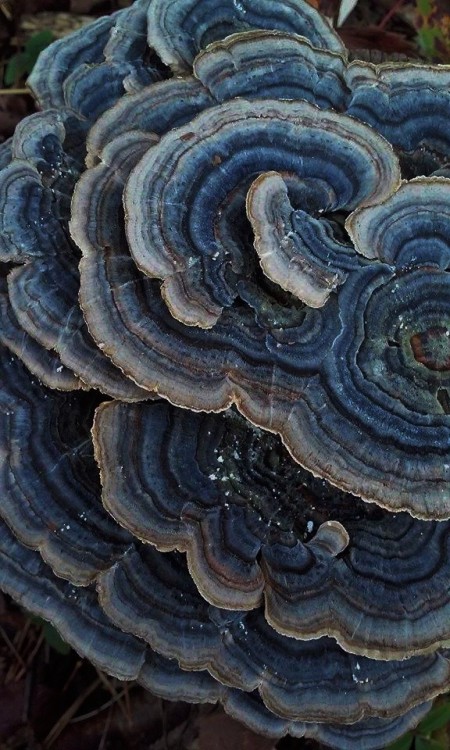 wild-flowers: Turkey tails