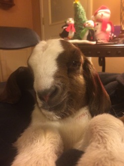 babygoatsandfriends:  walking-mule:  usafkindalove:  selfie   If it’s a selfie by a goat, we should call it goatse.  nope