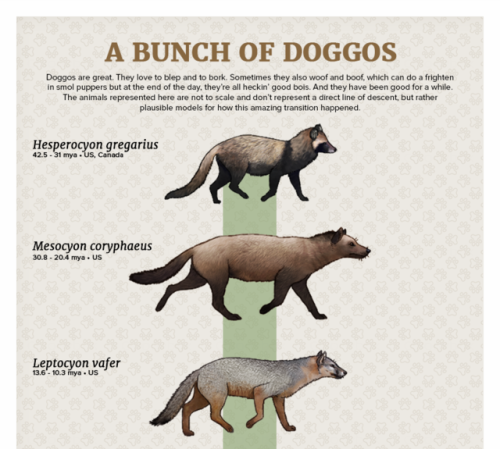 paleoart: Evolution Series: A Bunch of DoggosDoggos are great. They love to blep and to bork. Someti