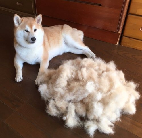 babyanimalgifs:LOOK AT HIM