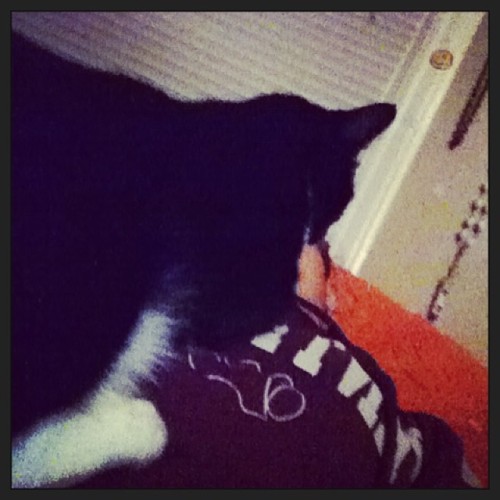 He Thinks I'm His Pillow!!! #kitty #pillow #oscar