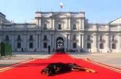 futubandera:  El quiltro se merece alfombra roja y más.