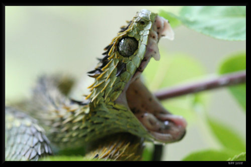pythox:  Yawning snakes. It’s like they’re trying so hard to look scary/badass and yet i can’t help but finding them just super-adorable. 