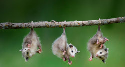 ktsaurusr3x:  pluralfloral:  more opposums for ya ‘cause duh they’re the most adorable people ever  Omg I love opossums so much 