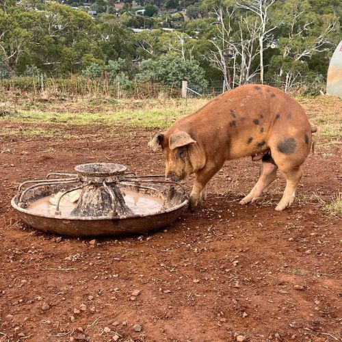 We would like to welcome new member of the family, Prince Harry our new Duroc Berkshire cross. He is so cheeky and we are sure that he and Lucy will hit it off. A few more months however until he is ready given he is four months old. #pigbreeding...