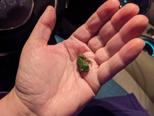 Was Driving Home From A Movie I Had Gone To See With My Mom, And The Universe Threw This Frog At My Car.