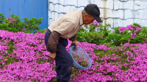 love:This loving husband spent two years planting thousands of flowers for his blind wife to smell. 