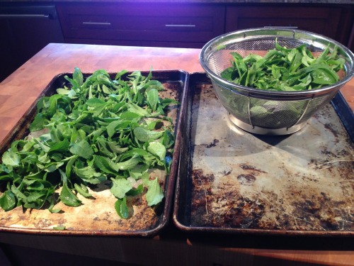 Today was the time to trim back and dehydrate my stevia leaves. It’s only July and I think I w