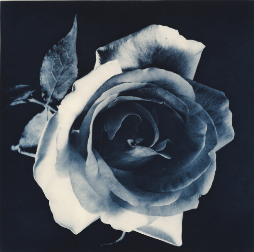 nobrashfestivity:
Robert Mapplethorpe, Blue Rose,1987, Flowers series
more 