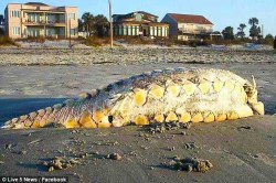 sixpenceee:    A South Carolina Aquarium veterinarian says that a creature that reportedly washed up on Folly Beach is a sturgeon fish. (Source) 