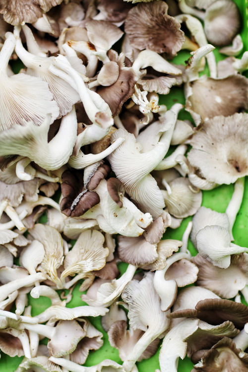 The Mushroom Farm.  Tanoboase, Ghana.