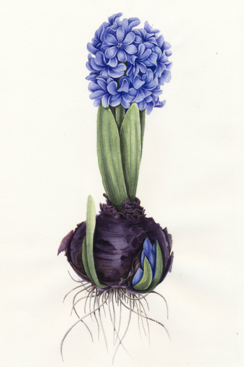 Hyacinthus. Watercolor Botanical Illustration. Art Print