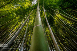 superbnature:  Bamboo by JJ500 http://ift.tt/1dY4UcA
