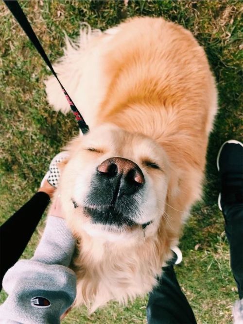 protect-and-love-animals:This dog is so cute@dr-shaun-murphy