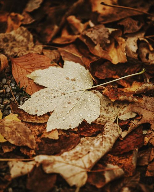autumncozy:By juliadavilalampe