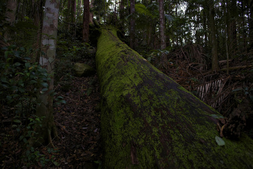 Moss Tree by quityabitching on Flickr.