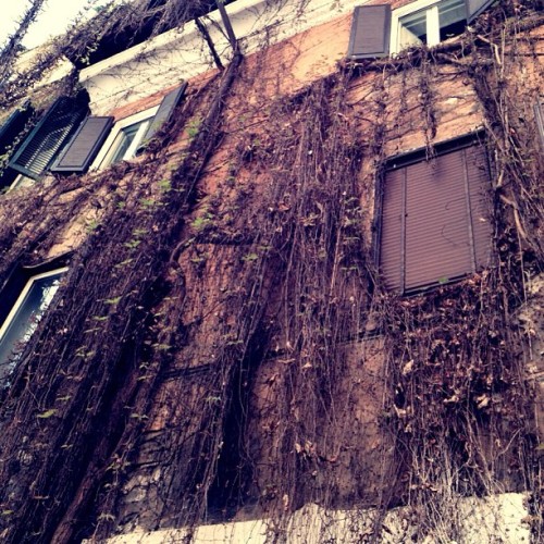 XXX #vines #pretty #rome #site photo