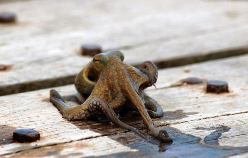 octopusbabys:This octopus hates Trump. So do I. If you don’t: please leave