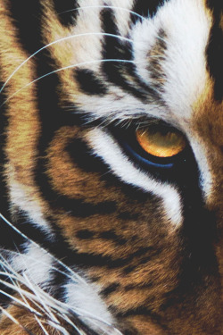 wearevanity:  Eye of the Tiger | WAV 