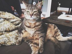 ihatenicolascage:  theurbanhippiee:  catsbeaversandducks:  Her name is Chloe Luella and she thinks everything is the worst thing. Photos/captions by ©Chloe Luella  I love Chloe  Resting bitch face the cat version 