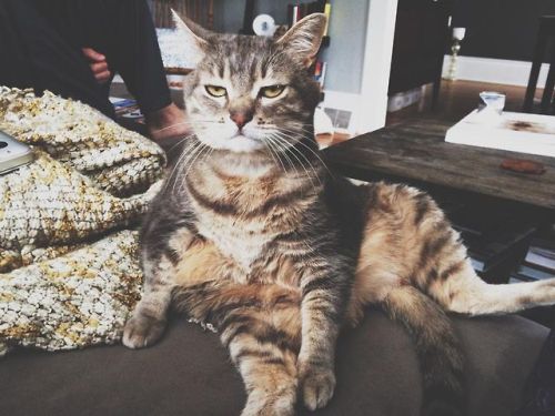 catsbeaversandducks:Her name is Chloe Luella and she thinks everything is the worst thing.Photos/cap