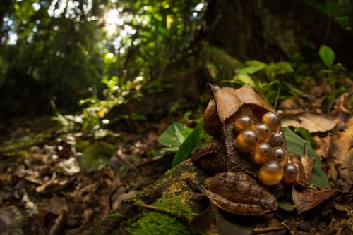 dendroica: A Spix’s horned toad carries eggs on its back. This photograph was taken by Jasmine