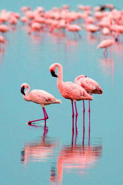 asapm0b:  asapm0b:  earthdaily: Elegance by António Jorge Nunes  /  /$