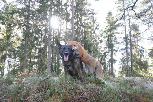 Tinni and Sniffer are actually the real life The Fox And The Hound.