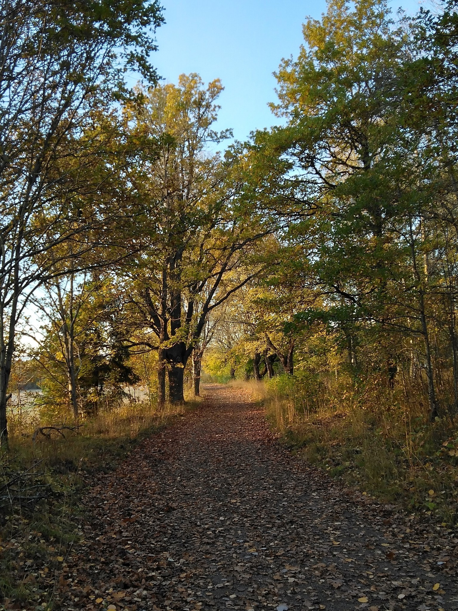 Just a autumn evening walk