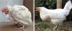 stunningpicture:  A battery caged chicken on the day she was let out of her cage. Here she is, 3 months later after enjoying life as a free range chicken.