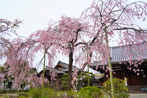 chitaka45:京都 法金剛院 待賢門院桜 桜2020 Kyoto Hokongoin cherry blossoms