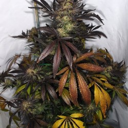 Weedporndaily:  This Is What A Whole Plant Of Qleaner Looked Like Before Harvesting