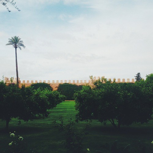 The old #Medina wall behind olive trees // #Marrakech memories http://bit.ly/1vaCcHH
