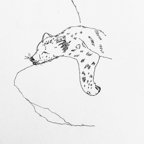 Snow leopard big kitty