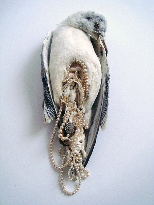 likeafieldmouse: Jane Howarth - The Ladies (2012) - A collection of 1930s taxidermy sea birds and j